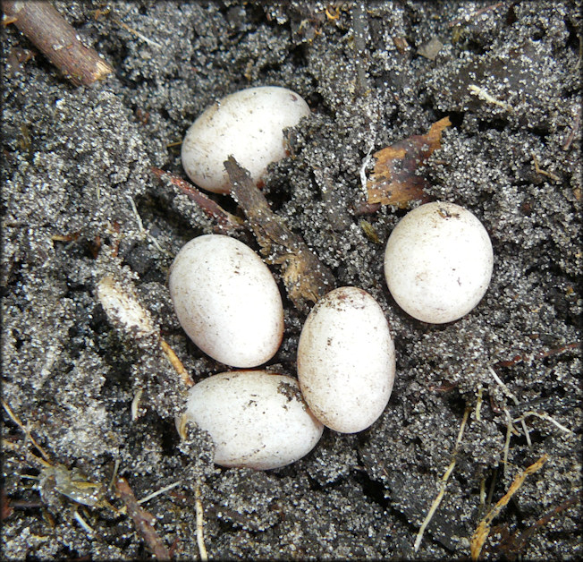 Broadheaded Skink [Plestiodon laticeps] Eggs